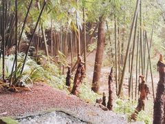 -蜀南竹海景区