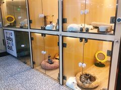 -momokira米努特·德文卷毛猫·棉花面纱犬