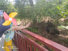 -西霞口神雕山野生动物世界