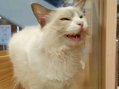 -屋虎猫馆(宝安大仟里店)