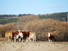 -塞罕坝国家级自然保护区