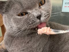 -猫小院猫主题咖啡厅(北锣店)