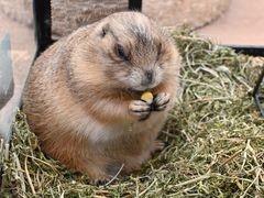 -有猫主题·治愈系猫咖(曾厝垵店)