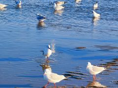 -北戴河转鱼·炒螃蟹酱餐厅