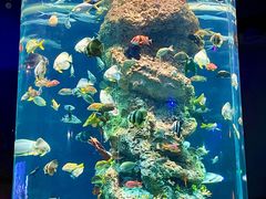 -芜湖新华联大白鲸海洋公园