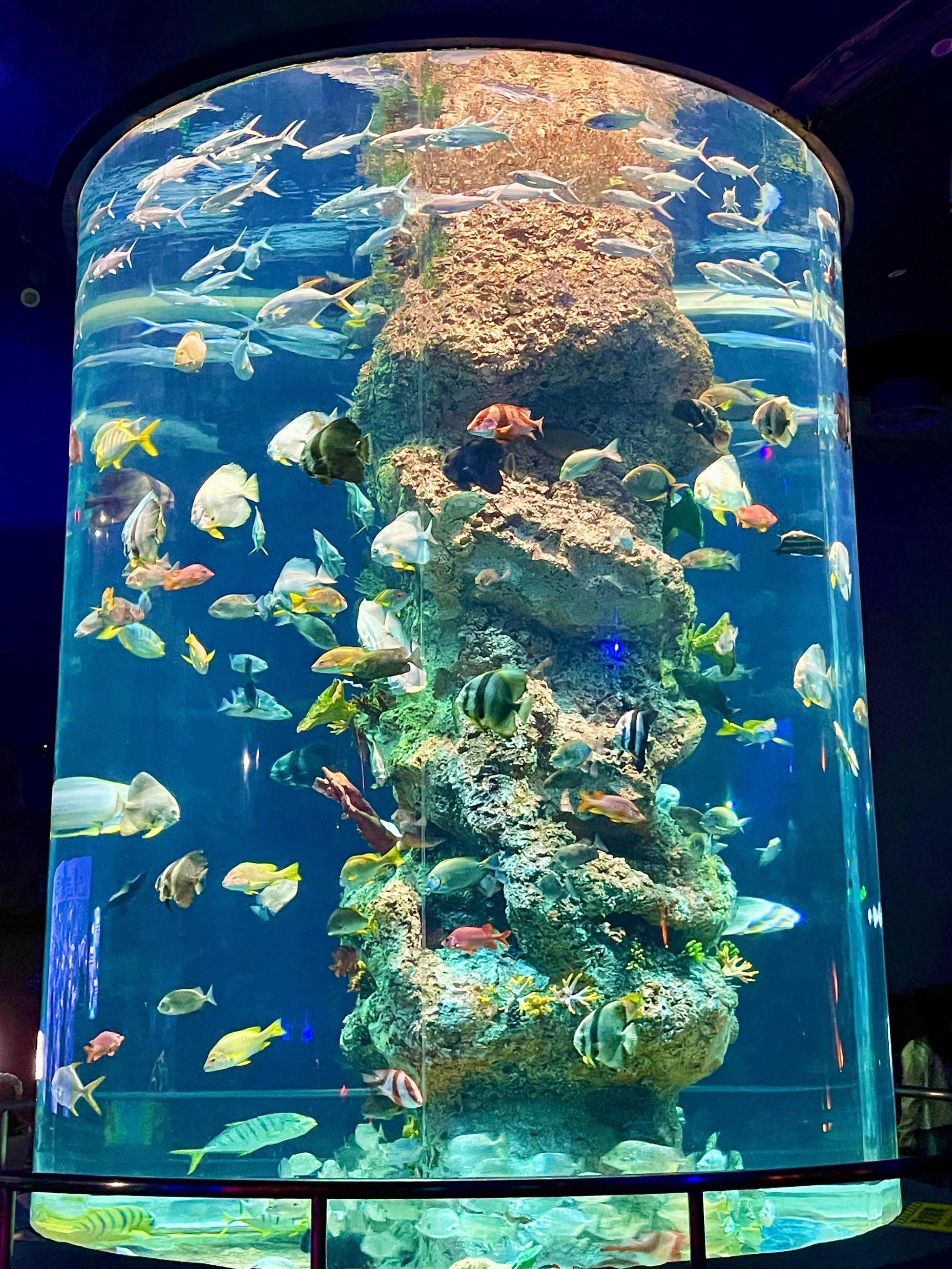 芜湖大白鲸海洋公园游玩攻略!速98住!73