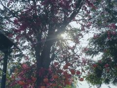 -蓉新商务酒店(华西医院武侯祠店)