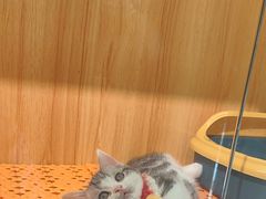 -欣宠猫屋·矮脚拿破仑·蓝金金渐层