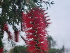 -广西壮族自治区药用植物园