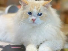 -藏猫猫咖啡主题馆(中央大道店)