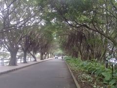 -大湾区中央湿地公园