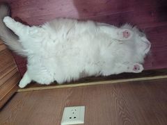 -MOCHA明星猫咖(田子坊店)