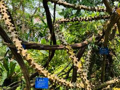 -中国科学院西双版纳热带植物园