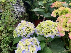 -金科花卉市场