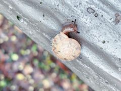 -上海佘山国家森林公园天马山园