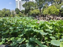-莲湖公园