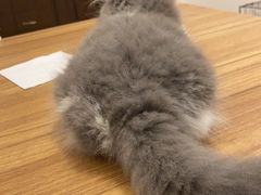 -喵zoo家庭繁育猫舍(尖东智能花园店)