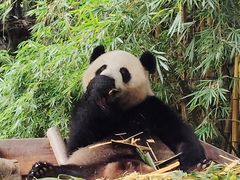 -广州长隆野生动物世界