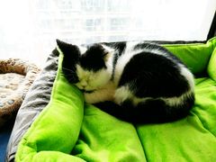 -猫咖时代(中山亭店)