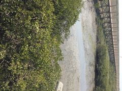 金海湾红树林-北海金海湾红树林生态旅游区