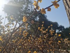 -无锡梅园公园