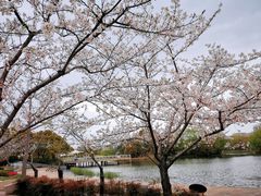 -新江湾城公园