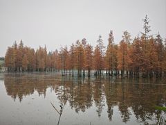 -白鹭湾湿地公园