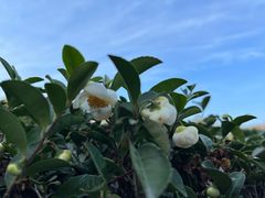 -西湖风景区十里琅珰-五云山