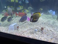 -烟台海昌鲸鲨海洋公园