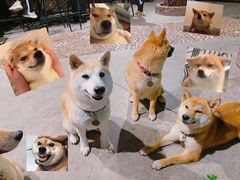 -柴犬高等学院·狗咖·柴犬售卖·宠物训练