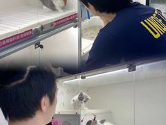 -lincat·猫舍(广州店)