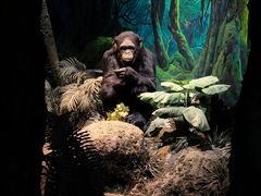 -国家自然博物馆