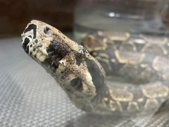 -上海大自然野生昆虫馆