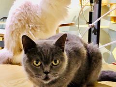 -豆逗聊愈猫阁Easy Life