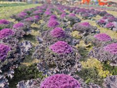 -中国天府农业博览园