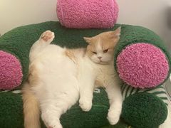 -萌兽医馆·犬猫专科·眼科中心·宠物医院(朝阳门分院)