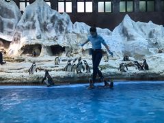 -帝企鹅自助餐厅•儿童岛•真企鹅(长隆企鹅酒店)