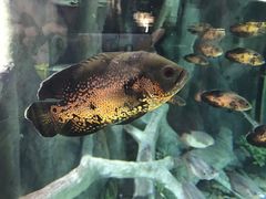 -福州罗源湾海洋世界旅游区