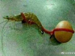 -三猫黑鱼花(南大店)