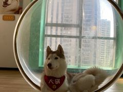 -Husky Go! 哈士奇体验馆·宠物咖啡厅狗咖