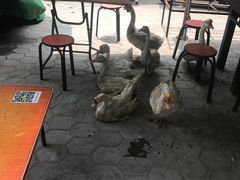 景观位-王三姑牛肉饼