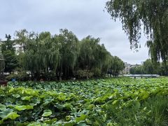 -荷花公园
