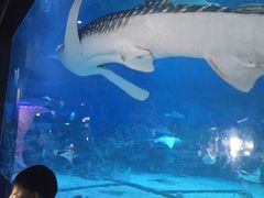 -烟台海昌鲸鲨海洋公园
