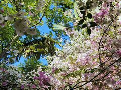 -深圳国际园林花卉博览园