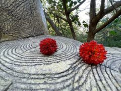 -北京西山国家森林公园