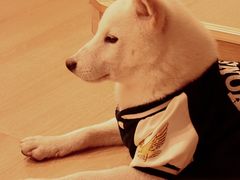 -南京Hallo宠物乐园·哈罗犬舍·柴犬繁育基地