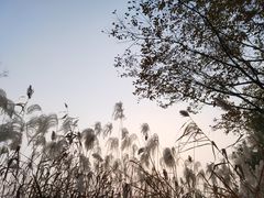 -长广溪湿地公园