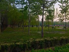 春天到树林-首都师范大学(良乡校区)