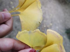 -钓鱼台国宾馆