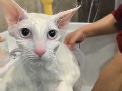 -PETKIT 小佩宠物·低压洗护·美容·寄养(安远店)